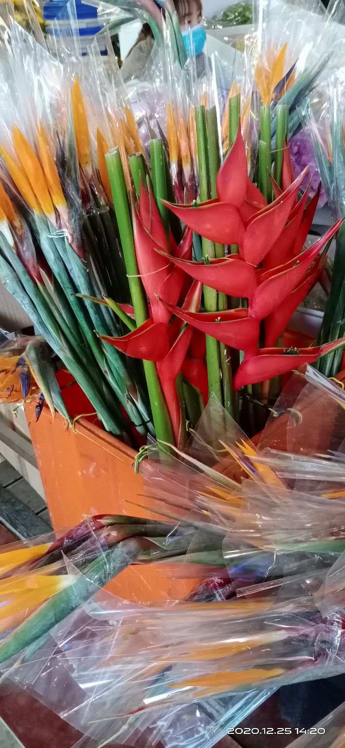 逛岭南花卉市场攻略,岭南芳村花卉批发市场游玩的美文