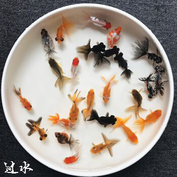 金鱼要养几条风水好,金鱼要用什么喂养呢