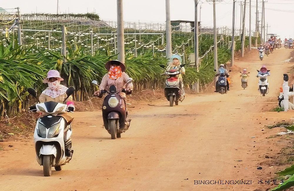 做把“村姑”，走进海南灯火灿烂的火龙果园