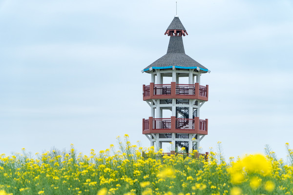 踏春赏花拍美景,踏春赏花逛湖