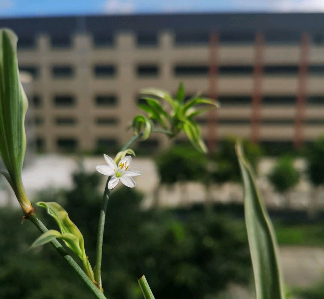 吊兰怎么养才能快速抽藤,吊兰软趴是怎么回事