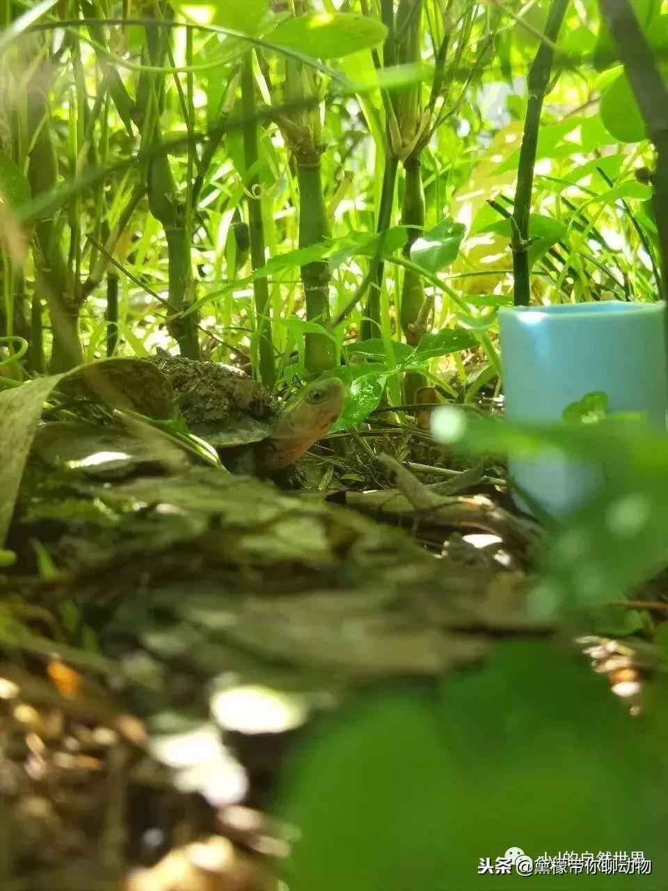 丛林造景黄缘龟池设计图大全,龟宝宝黄缘龟生态缸造景教程