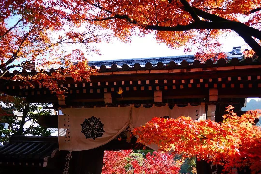 停车坐爱枫林晚风景,停车坐爱枫林晚季节