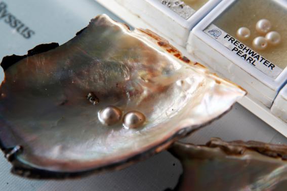 泰国普吉岛特产美食介绍大全,普吉岛哪里买特产便宜实惠的