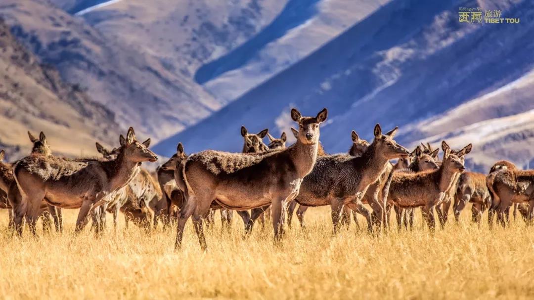 钘忎笢鏄庣彔鏄岄兘瑙嗛,鏄岄兘涓轰粈涔堝彨钘忎笢鏄庣彔