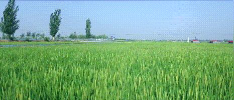 中国用了占世界多少的耕地,我国用占世界百分之几的耕地