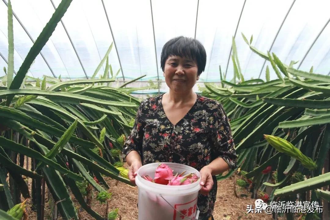 白莲镇火龙果采摘,火龙果采摘园欢迎您的到来