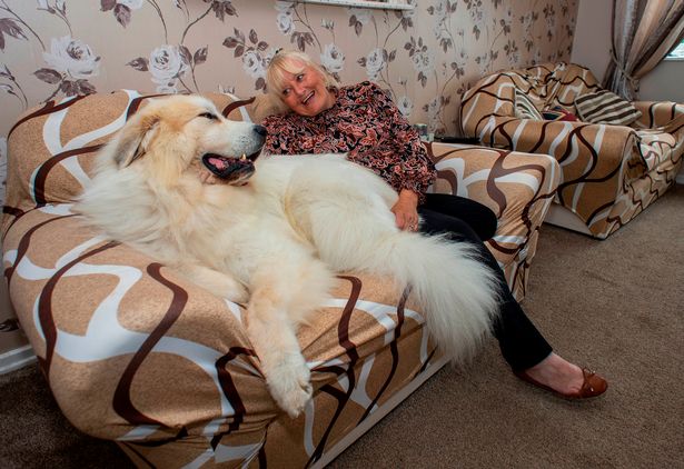 英国首相金毛哗众取宠,英国大金毛