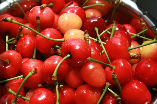 大樱桃种植技术视频播放,大樱桃种植技术培训班