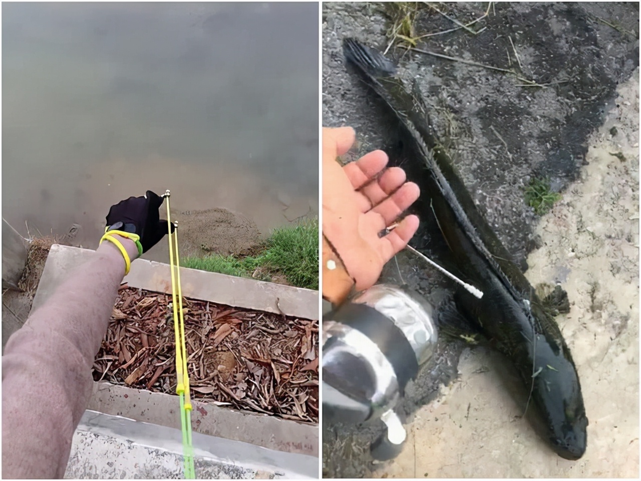 普通河里弹弓打鱼是不是违法,在什么情况下弹弓打鱼违法