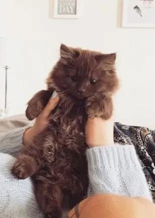 收养的猫特别像自己,领养的猫看着怎么像哈士奇呀