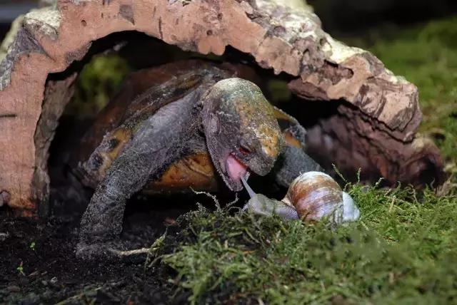 有一种龟为什么叫锯缘龟,锯缘龟八角灵龟