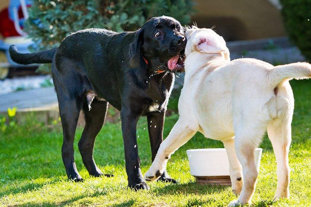 养拉布拉多犬的优缺点分析,拉布拉多犬不建议养的原因