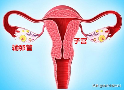 切输卵管，是妇产科最简单的手术？——输卵管不愿意了