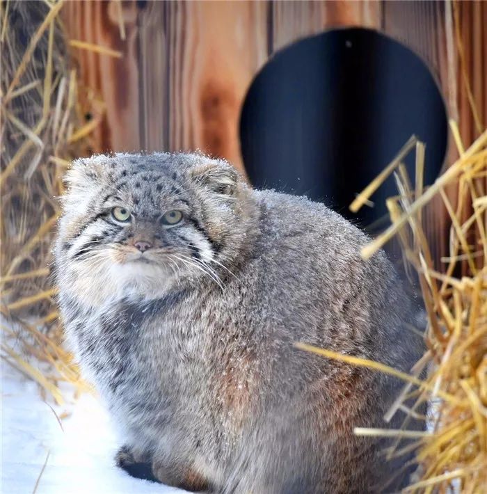 游客雪天遇见兔狲，活像一枚糖霜面包，胖乎乎坐在一旁怀疑喵生！