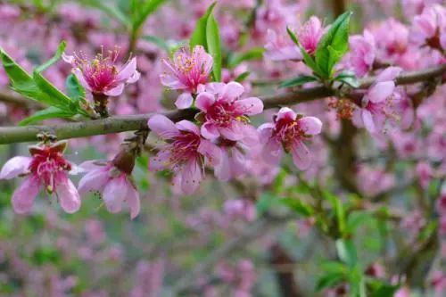 再过半个月，全国人民都将羡慕南阳