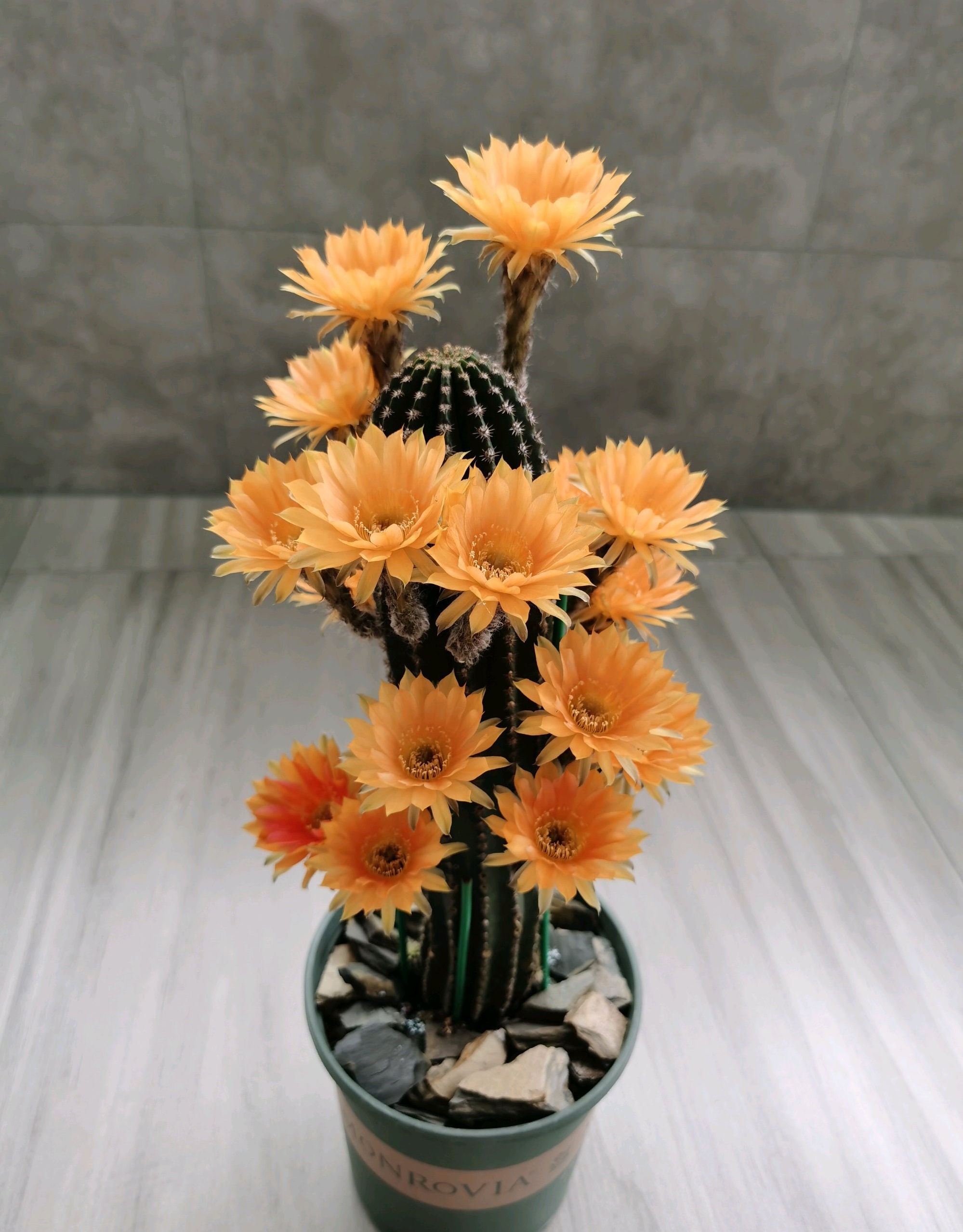 春天养仙人球，养棵黑金刚吧，号称开花劳模，花大美丽，香气馥郁