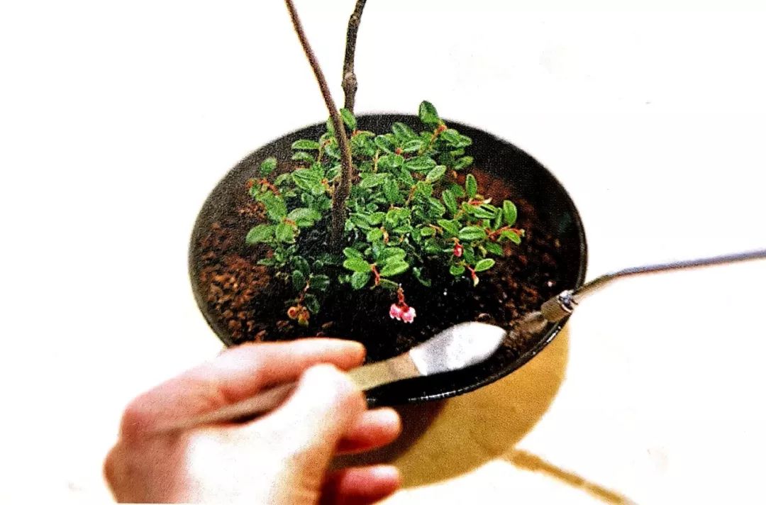 盆景制作方法与技巧,盆景制作小技巧