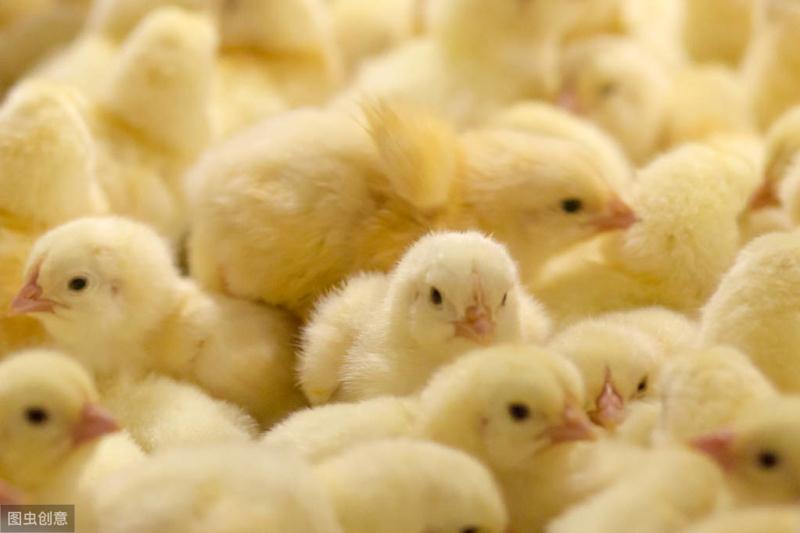 鸡的断喙技术,鸡断喙是什么意思