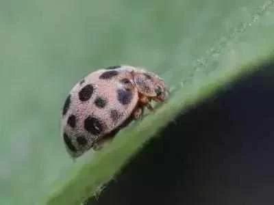 蔬菜害虫最佳防治方法,如何自制杀虫剂防治蔬菜害虫