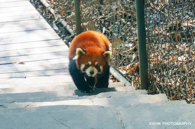 成都本地人去的最好吃的美食,中国姑娘吃成都美食