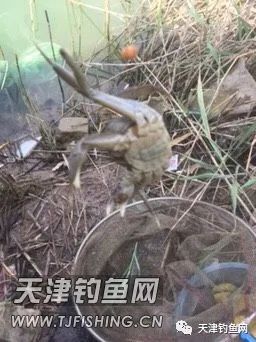 轻口鲫鱼漂如何调漂,黑坑滑口轻口鲫鱼调漂
