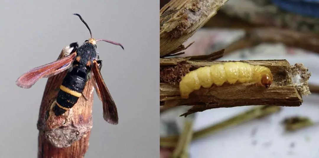 怎么消灭果树内蛀虫,如何杀死树里的蛀虫