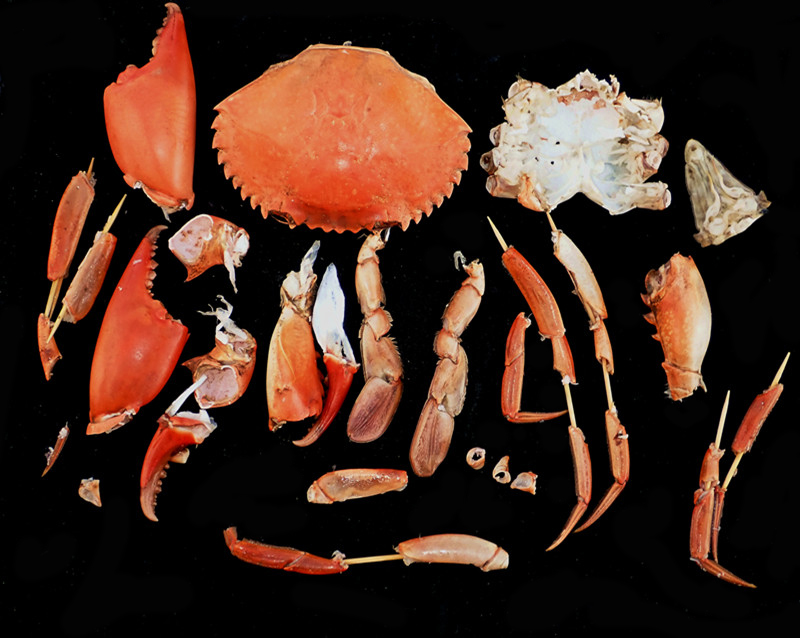 肉蟹膏蟹黄油蟹是同一个品种吗,三门青蟹是肉蟹还是膏蟹