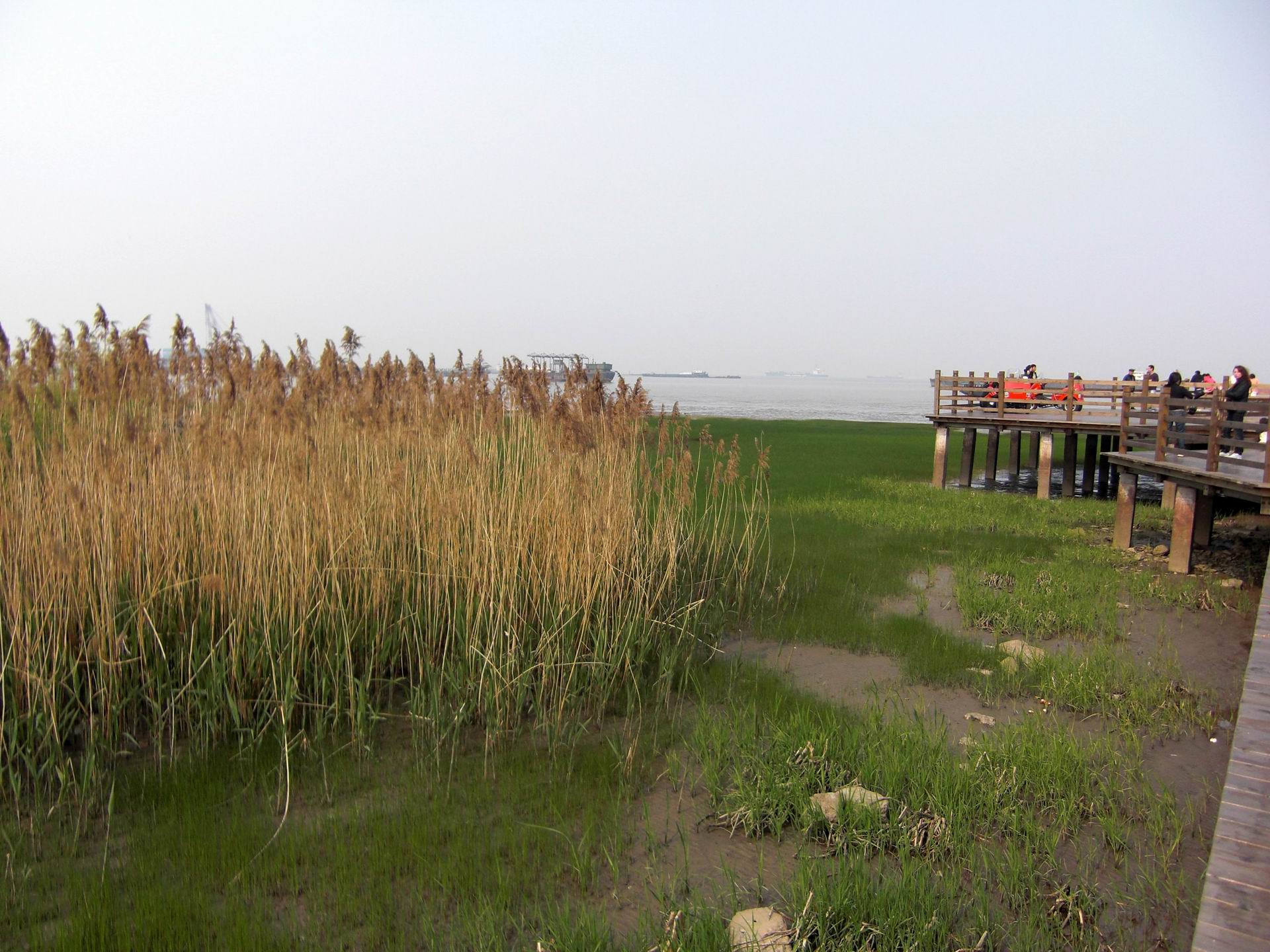 上海吴淞炮台湾湿地森林公园攻略,魔都上海共青森林公园