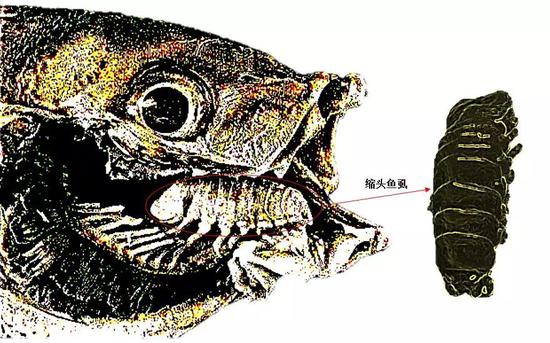 现实真的有毒液吗,现实中有没有毒液相似的液体