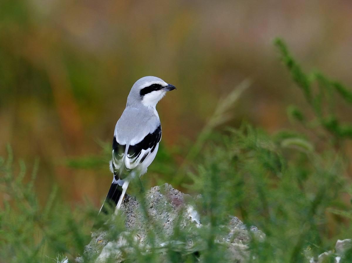 伯劳鸟与布谷鸟的区别,伯劳鸟和黄莺区别