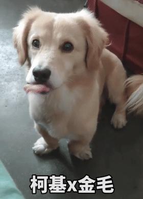 柯基和柯基生出的宝宝长得像吗,来看看柯基强大的基因