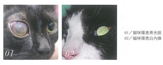 猫咪泌尿系统疾病症状,猫咪眼睛常见问题