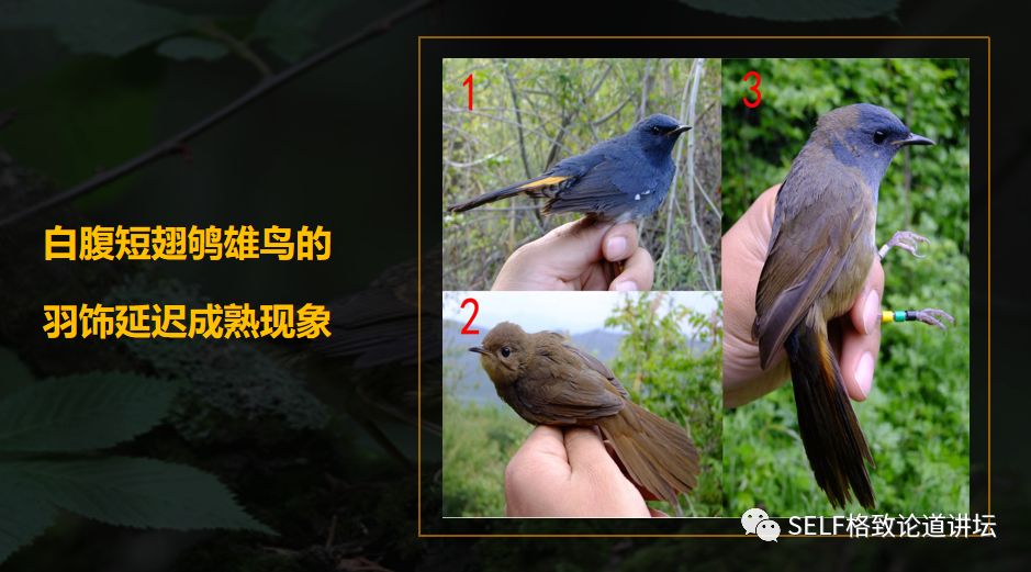 科学家如何观察植物,鸟类的研究方法