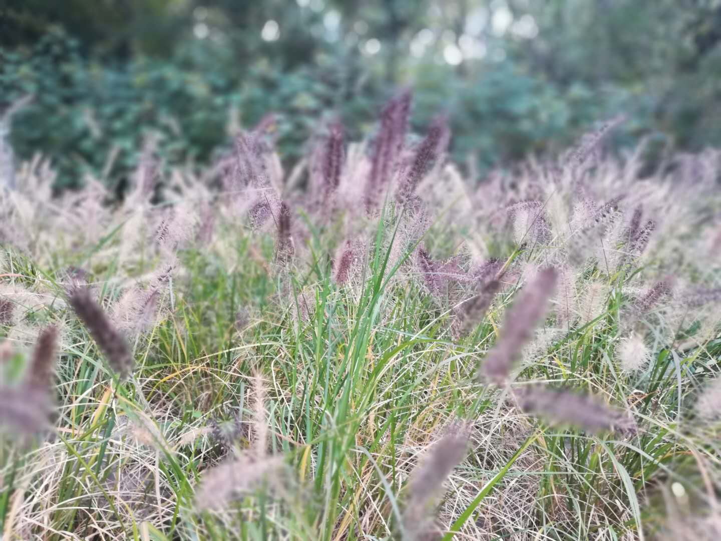 徒步无锡古运河寻找美景,无锡最美沿太湖路线