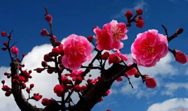中国十大名花你认识几种呢,中国十大名花你喜欢哪种呢