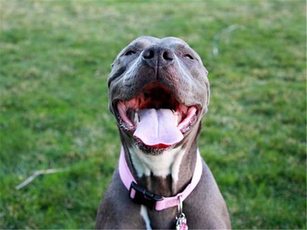 狗狗如何保养牙齿不口臭,狗狗牙齿脏又不让刷牙怎么办