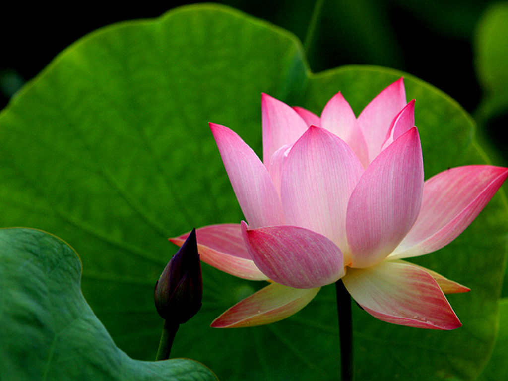 富贵花十种最吉利的花,哪些名花家里好养