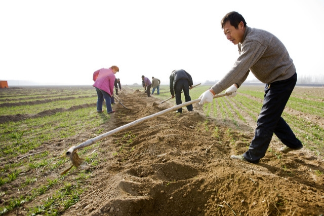 土地种植入股经营合作方案,土地流转种植致富项目