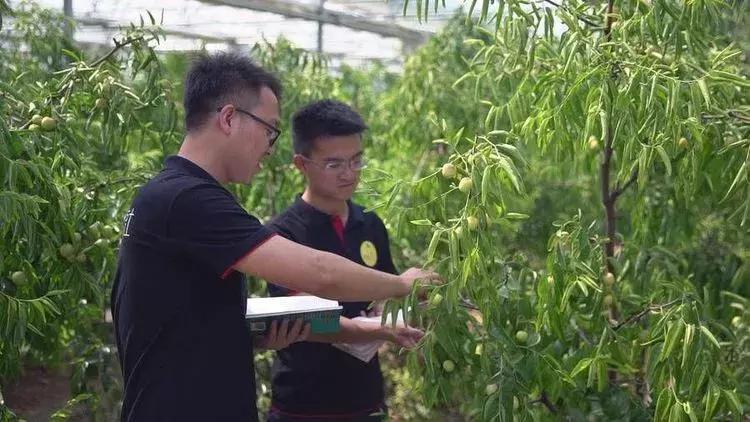 陕西大荔哈密瓜,大荔县东野雀