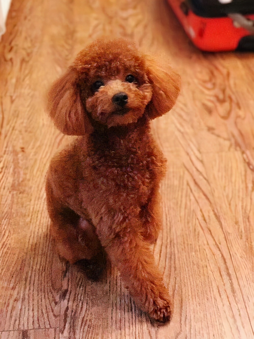 泰迪的饲养方法和注意事项,泰迪一岁喂养注意事项