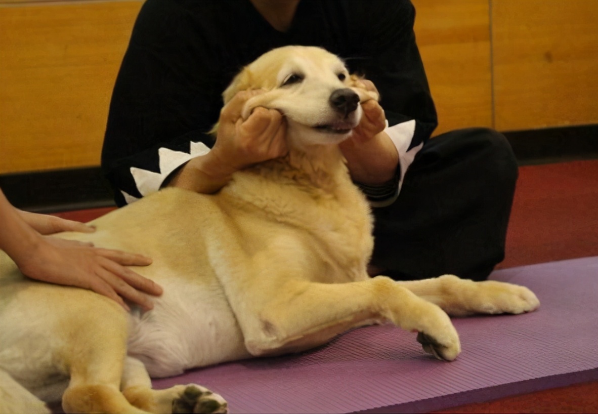 快速让狗狗舒服的按摩技巧|亲测有效