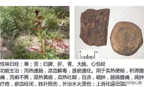 史上最全中草药图谱（附主治功效）（一）