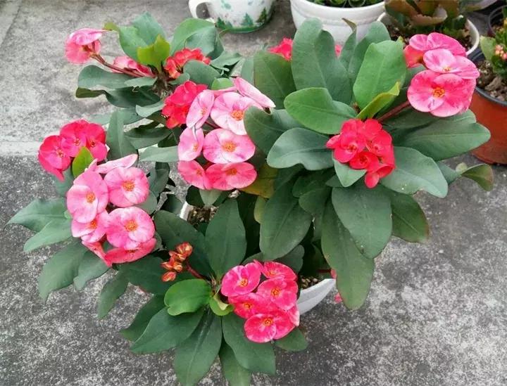 这10种花不怕晒,这3种花不能懒着养