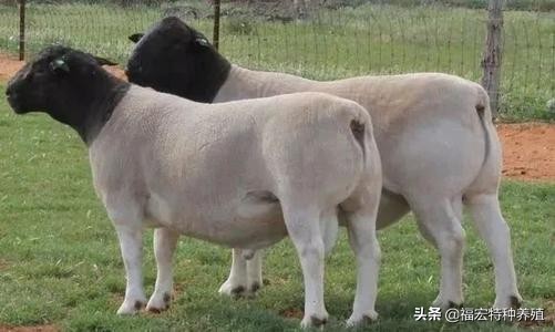 纯种杜泊羊,杜波羊出售价格表