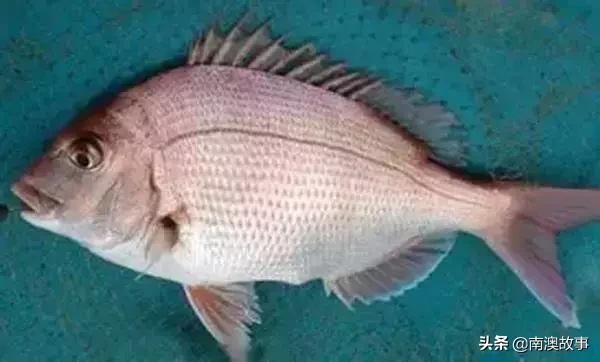 南澳渔民捕鱼视频,南澳渔民出海