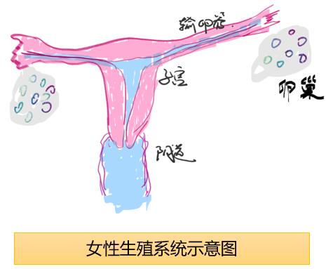 隔壁老王两口为啥那么容易怀孕？