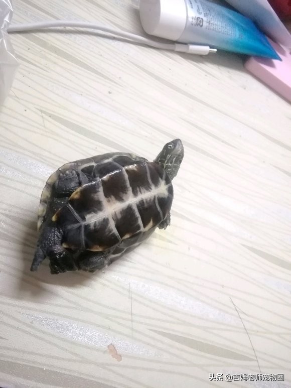 如何预防幼龟一般常见疾病,宠物龟常见疾病与治疗方法图片