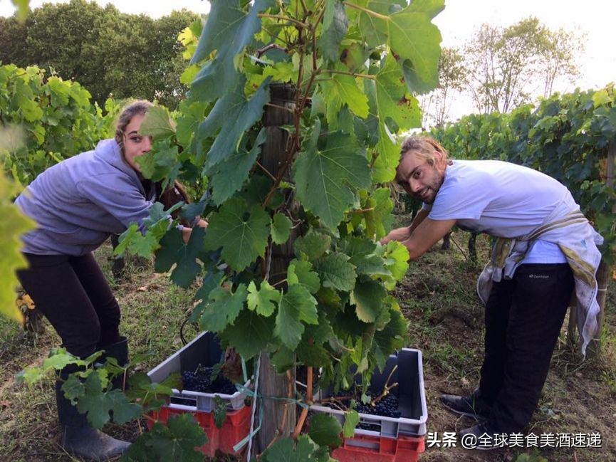法国葡萄园工人收入,在法国葡萄酒厂打工赚钱吗