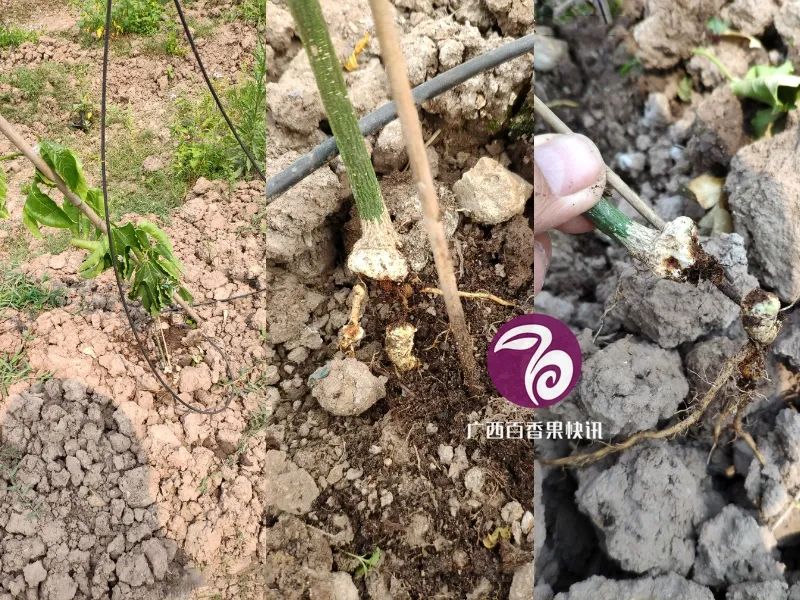 百香果容易得什么病害,百香果容易坏怎么办